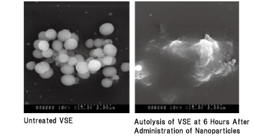 3. Induction of Autolysis of VSE by Antibacterial Nano-polymer (SEM × 15000)